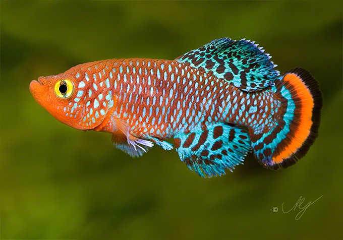 SKS 2024 Poster A4 W DK